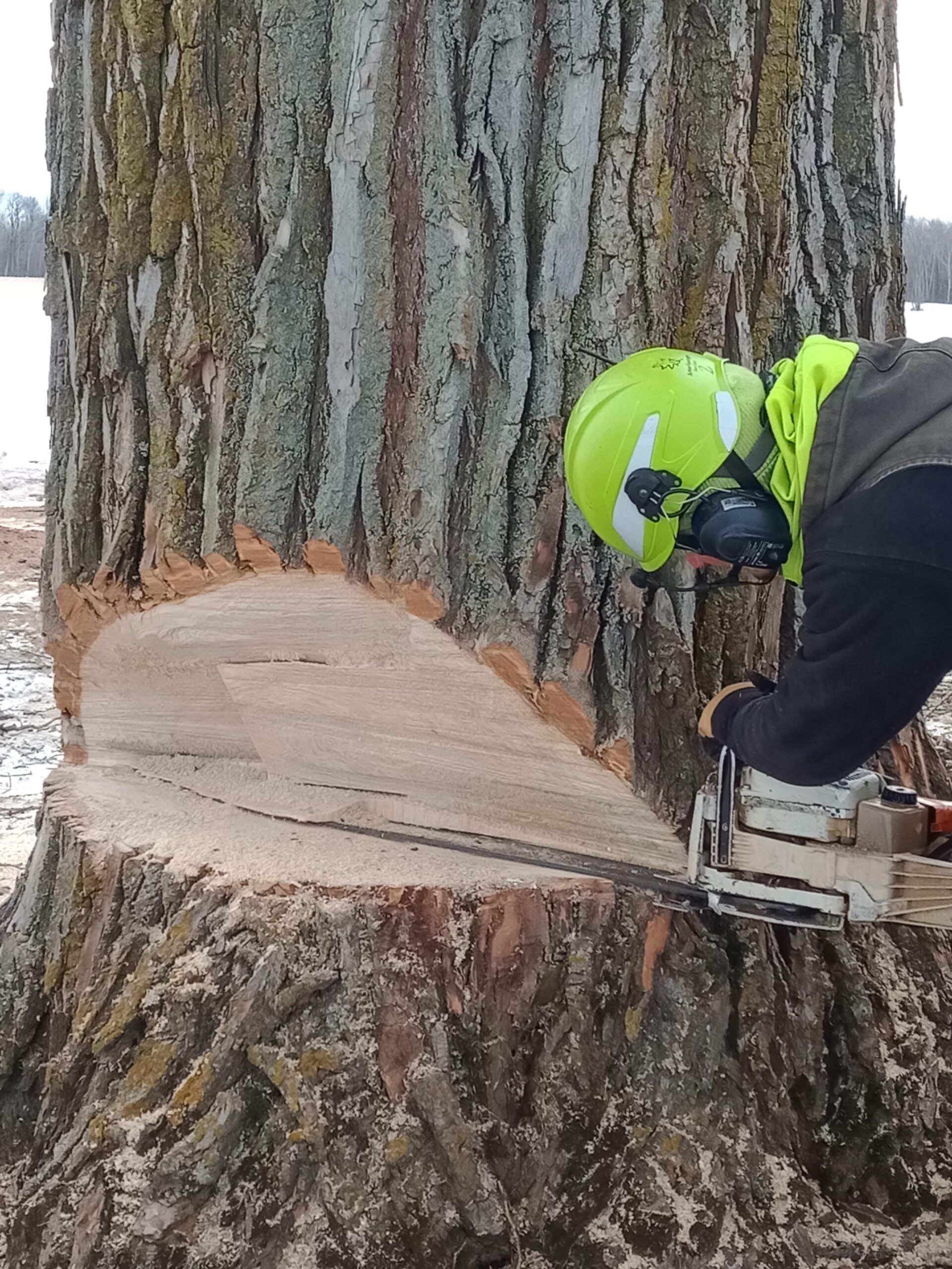 A man is cutting a tree stump with a chainsaw