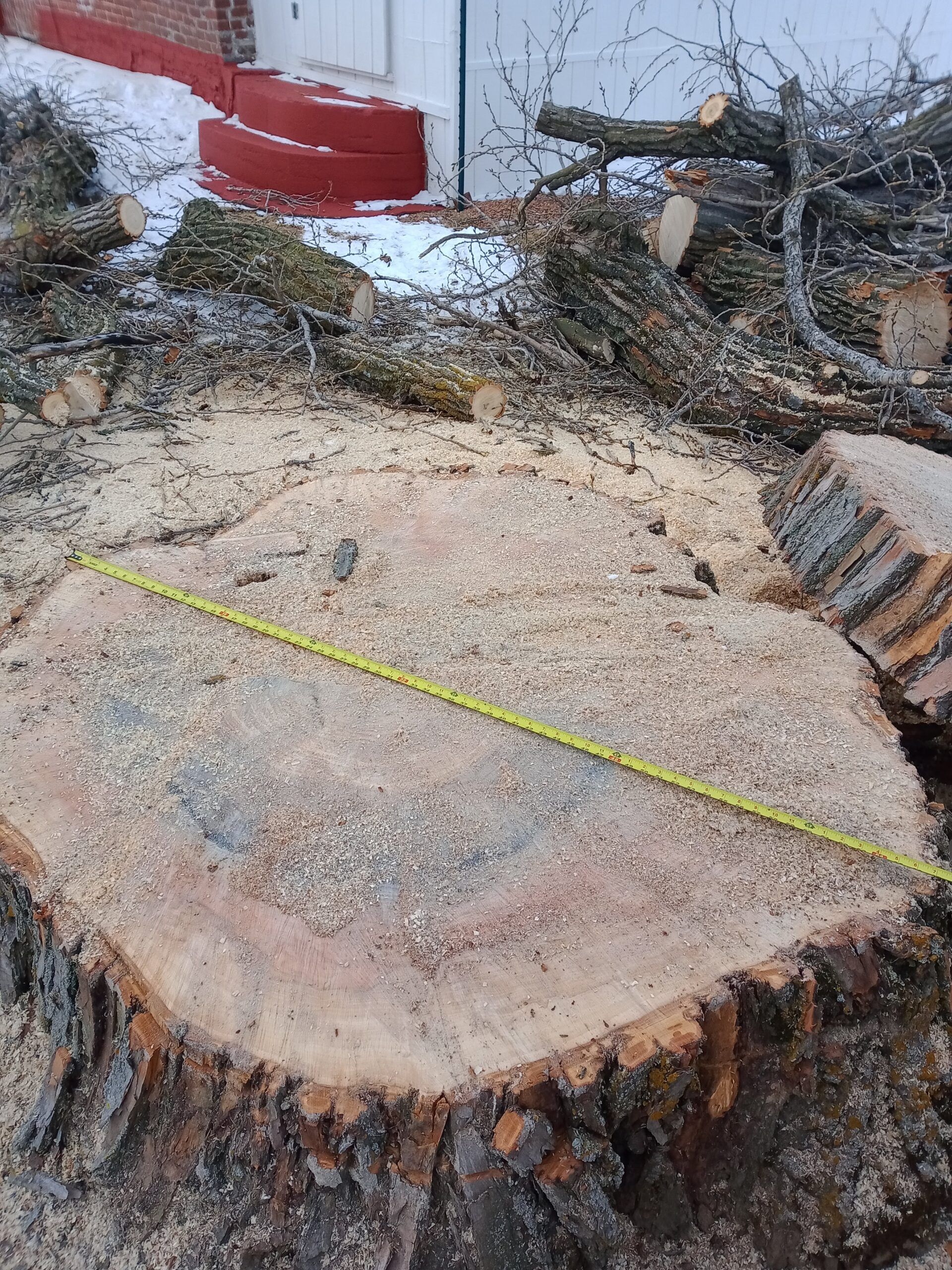 A tree stump is being measured with a tape measure.