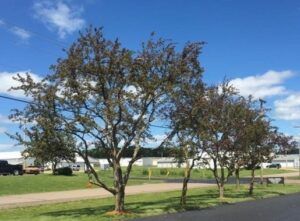 A row of trees in a park with a blue sky in the background.