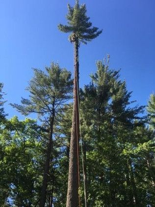 A tall pine tree in the middle of a forest with a blue sky in the background.