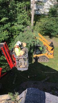 A man is sitting in a bucket on a crane cutting a tree.