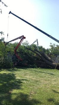 A crane is lifting a large tree in a yard.