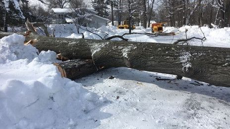 A large log is laying on the ground in the snow.