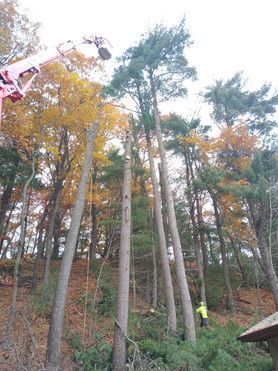 A group of people are cutting down trees in a forest.