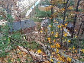 A fallen tree in the woods with a house in the background.