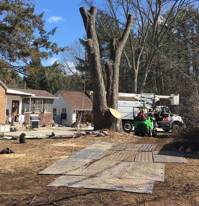 A large tree is being removed from a yard in front of a house.