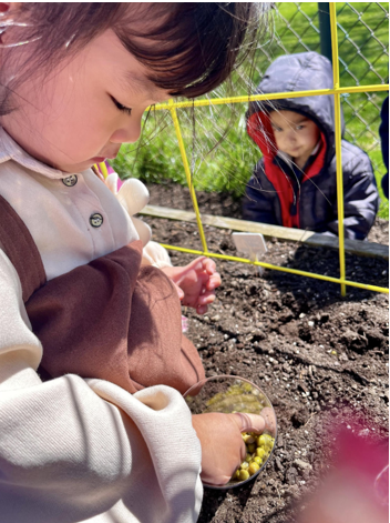 A Montessori child is planting peas in a garden