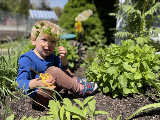 A Montessori child is sitting in a garden cutting plants with scissors.