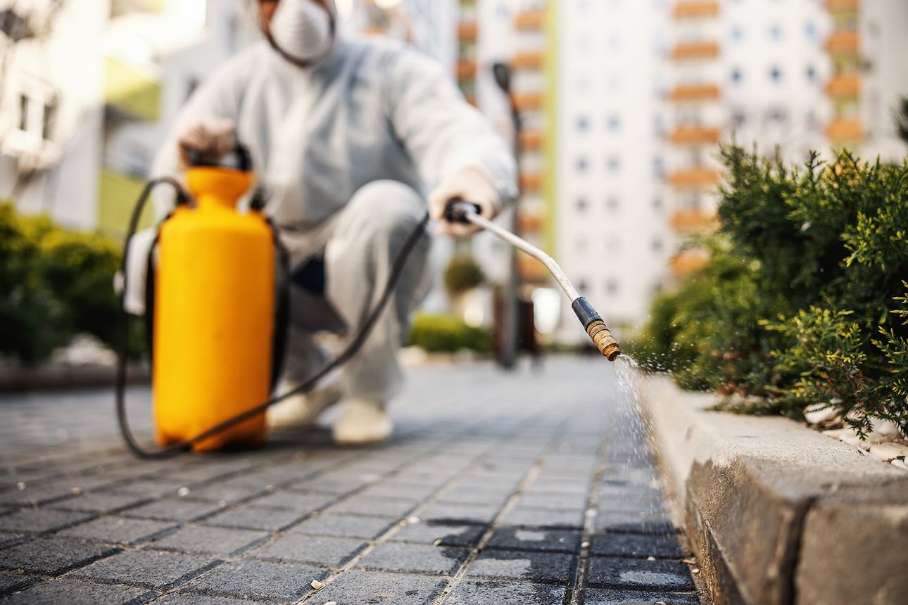 Una persona con equipo de protección utiliza un pulverizador de bomba amarillo para aplicar líquido a una acera y a las plantas cercanas.