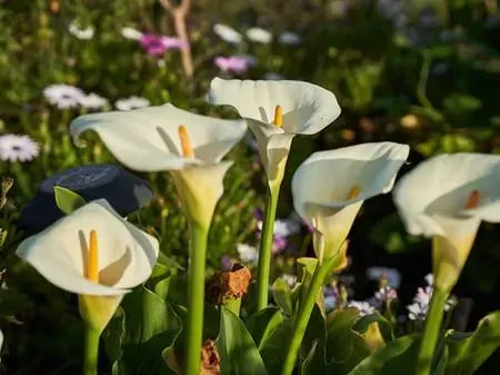 White calla lilies with yellow spadix in a garden setting, with green stems and leaves.