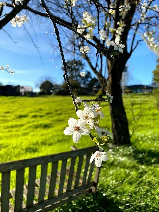 White blossoms on tree branch, bench in focus, green field and blue sky in background.