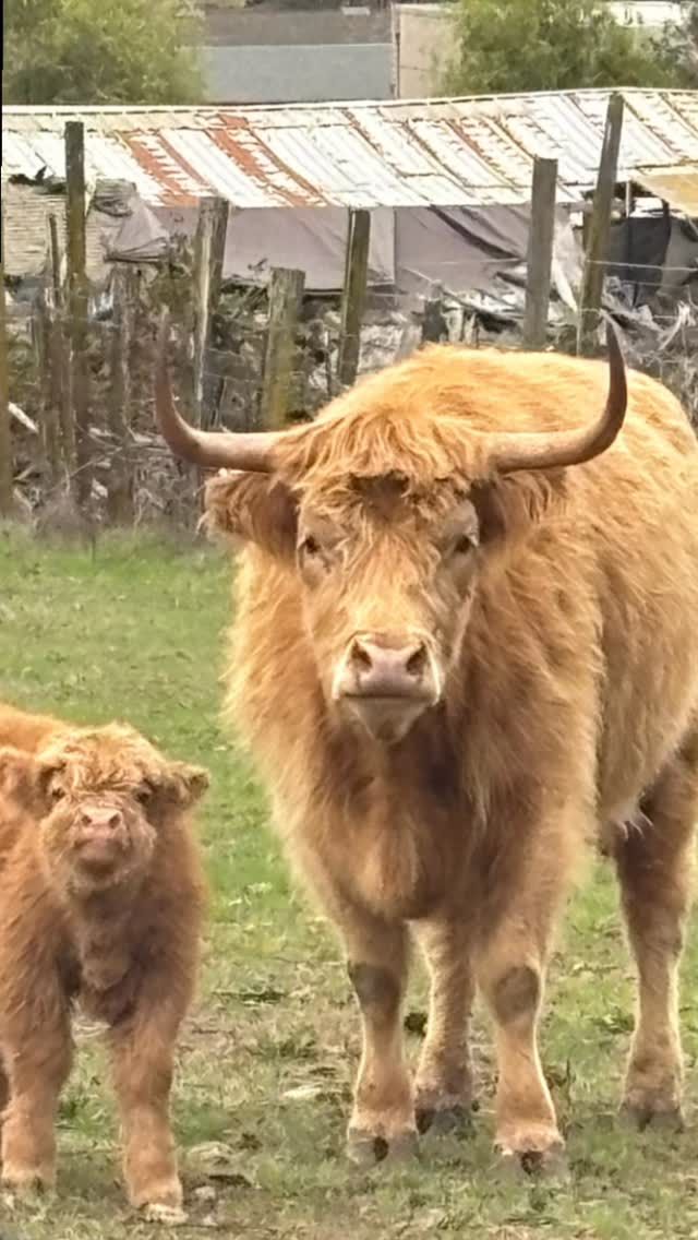 Highland cow and calf standing in a grassy field, both with long, shaggy, light-brown fur.