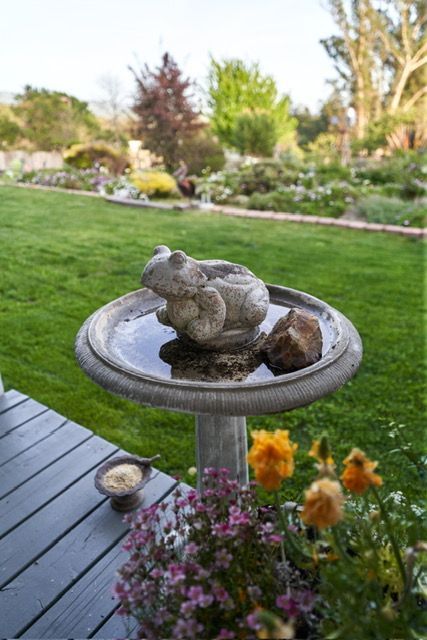 Stone frog birdbath on a porch, lush green lawn, flowers, and garden in the background.