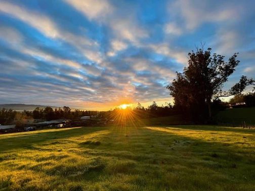 Sunrise over a grassy field, with a tree on the right and a cloudy blue sky.