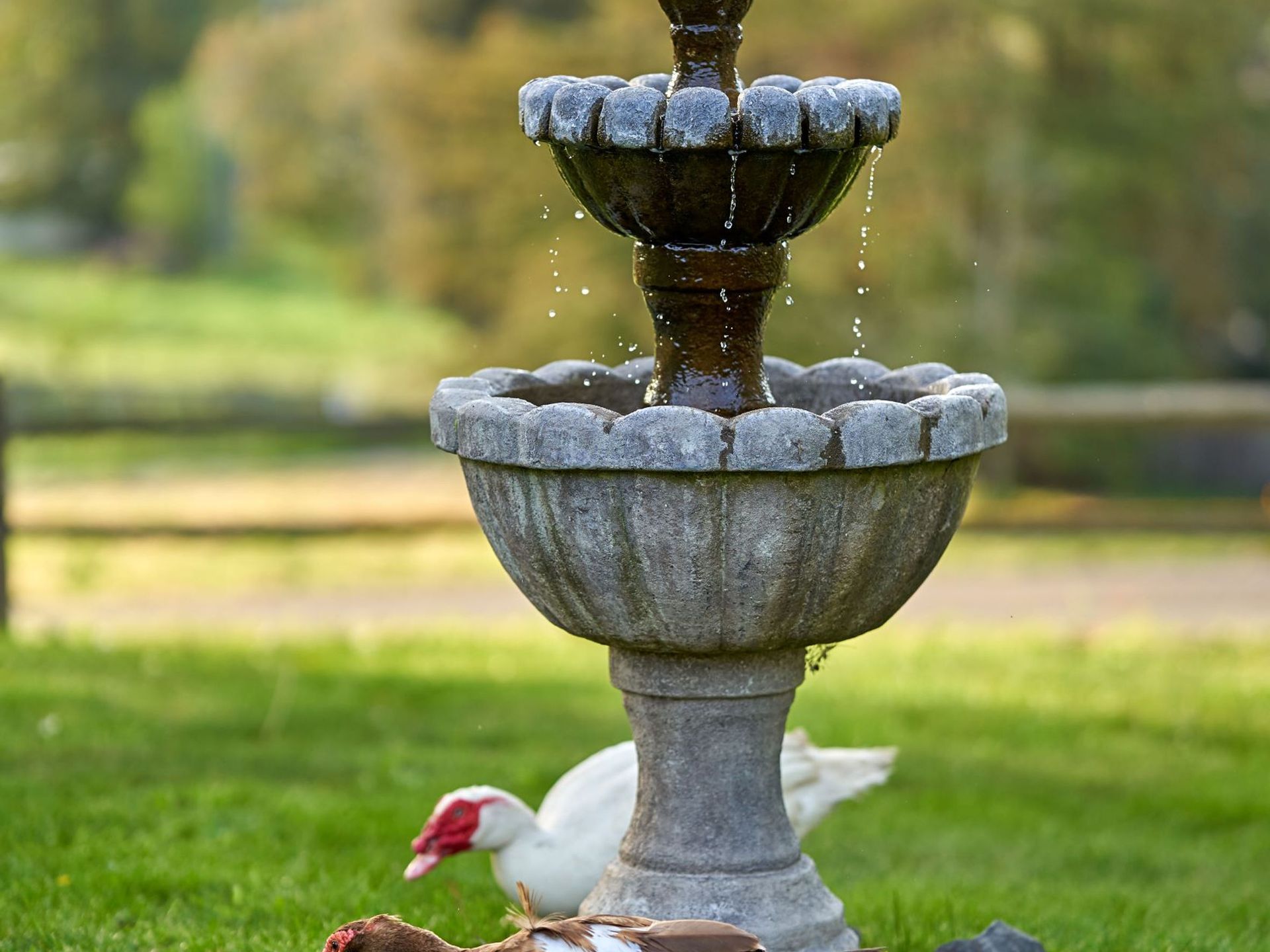 Tiered stone fountain with water flowing, two white ducks on green grass.