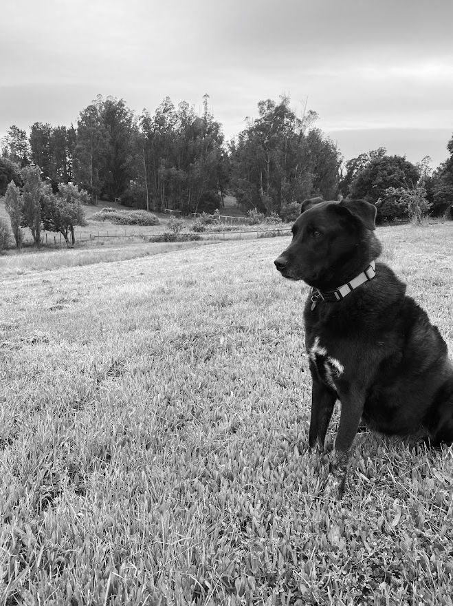 Black dog sitting on grass, looking right. Trees and overcast sky in the background.