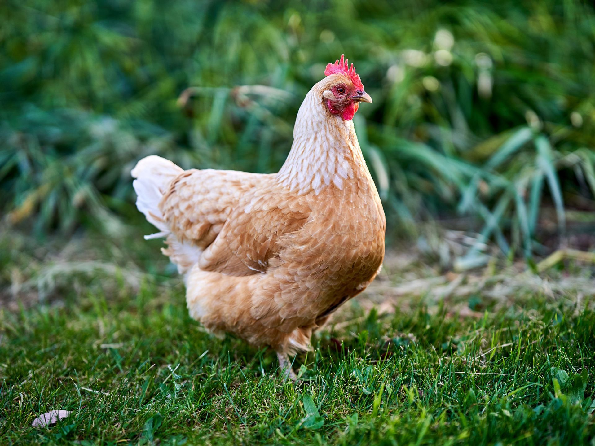 Brown hen standing in green grass.