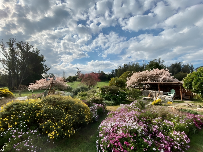 Colorful garden with flowering bushes and trees under a cloudy blue sky.