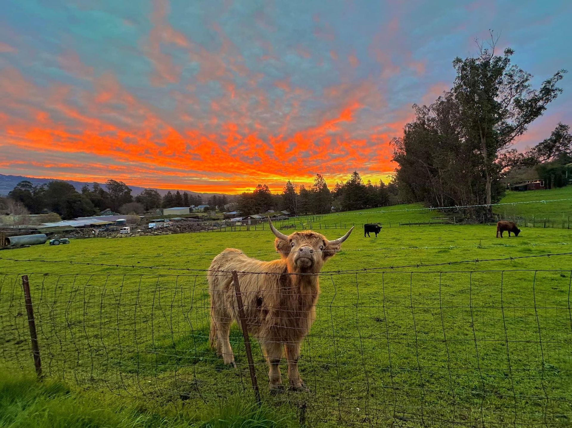 Highland cow in a green field at sunset. Orange and blue sky, other cows graze in the distance.