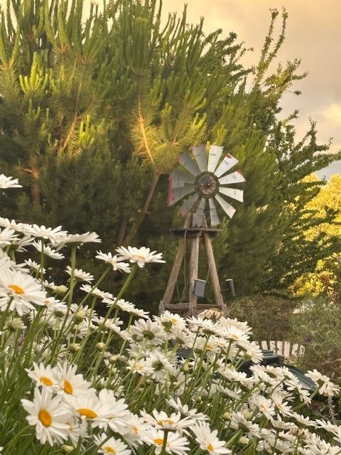 Windmill in a garden of white daisies, with green foliage and a golden sky.
