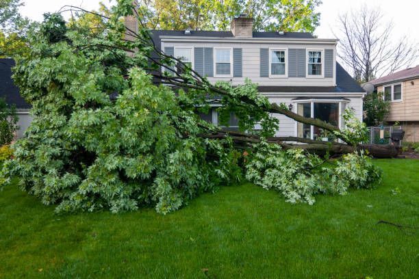 A house with a fallen tree in front of it.