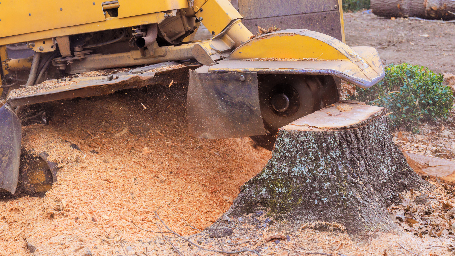 A pile of logs laying on the ground in a forest.