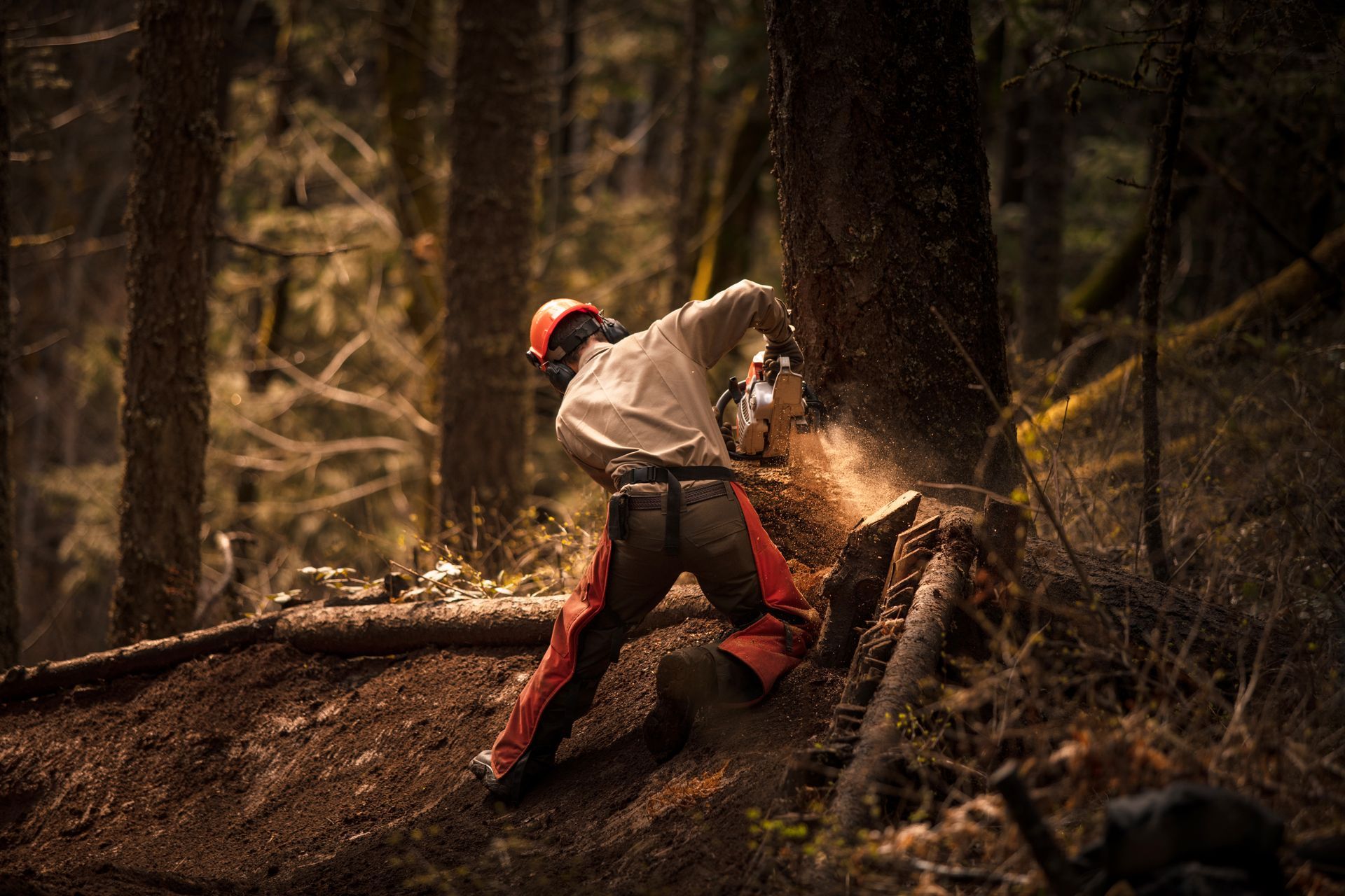 A man is using a chainsaw to cut a tree in a forested area for professional tree services