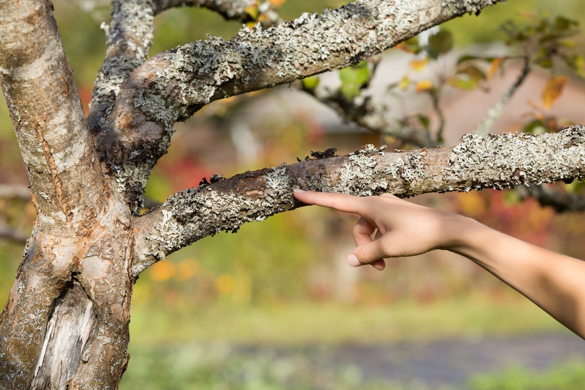 A person points to a damaged, lichen-covered tree branch showing signs of potential tree disease. A person points to a damaged, lichen-covered tree branch showing signs of potential tree disease.