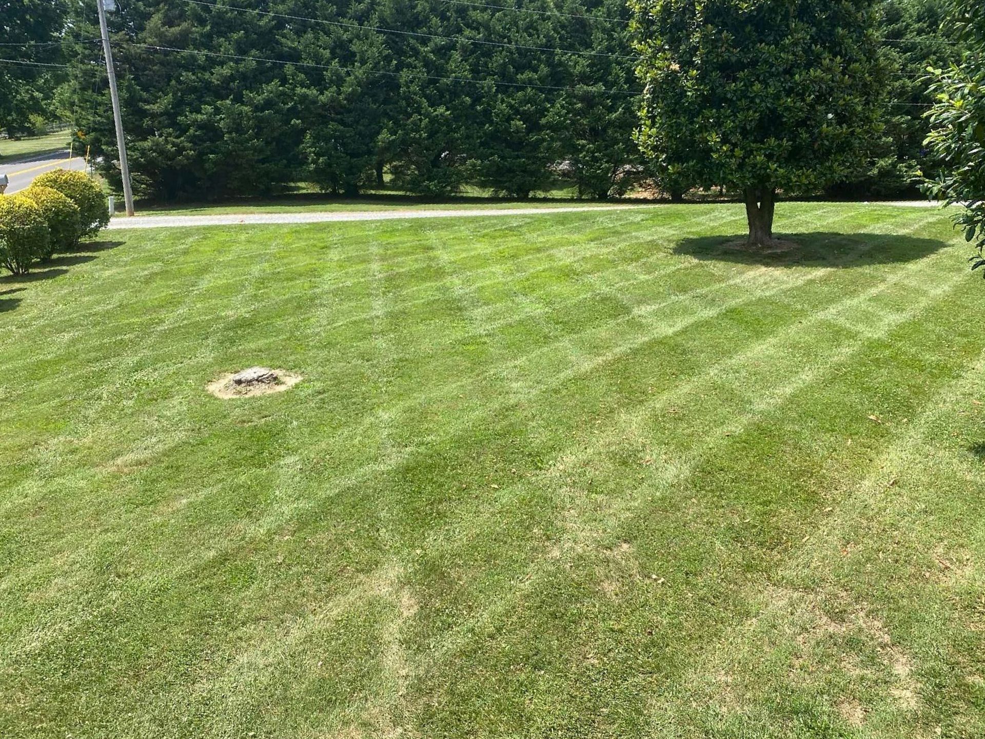 A lush green lawn with a tree in the middle of it.