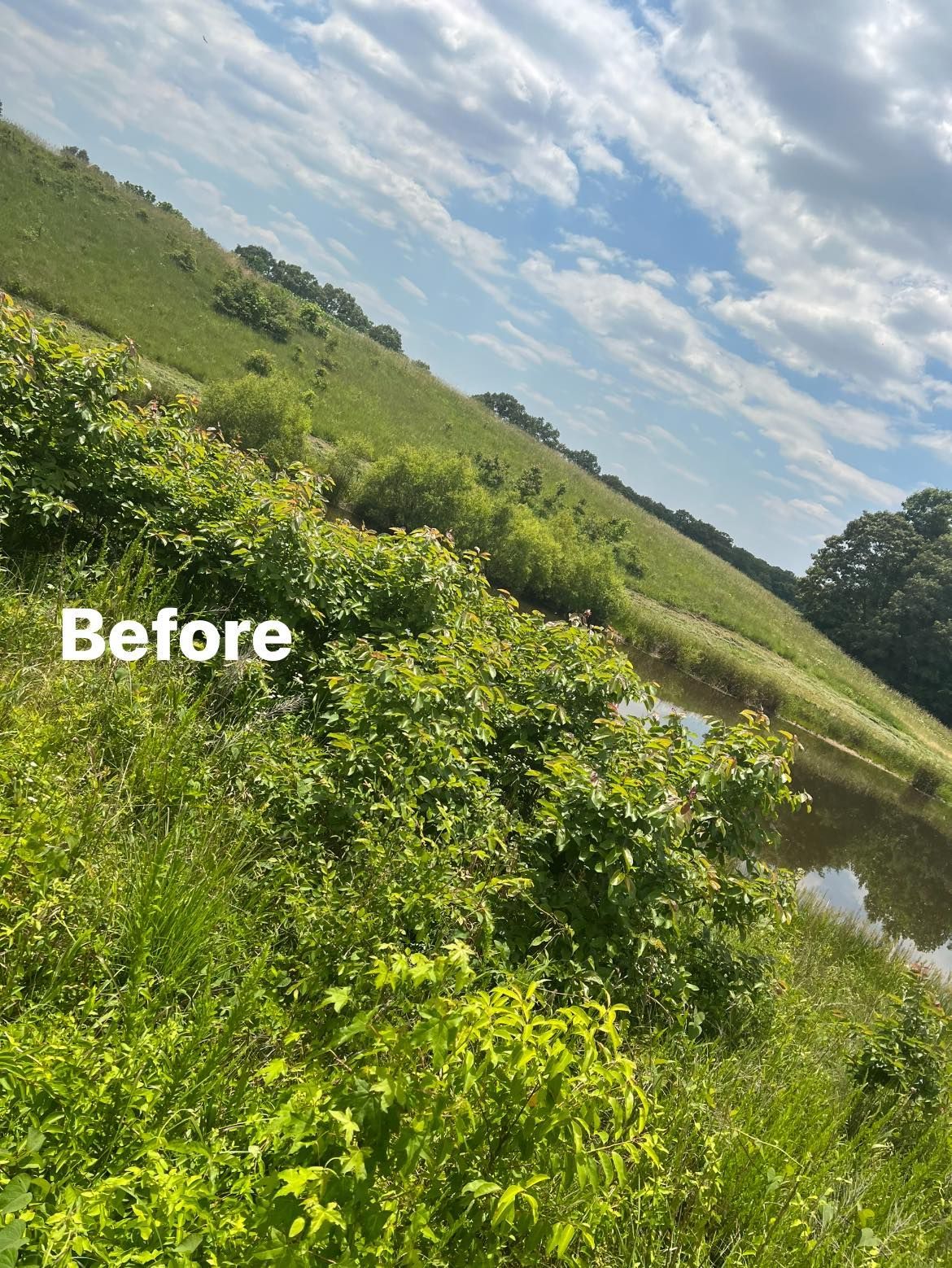 A before picture of a grassy hillside next to a body of water.