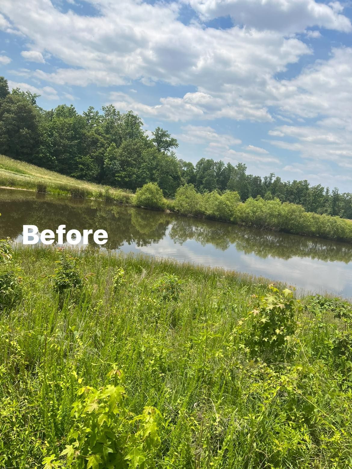 A before picture of a lake surrounded by grass and trees.