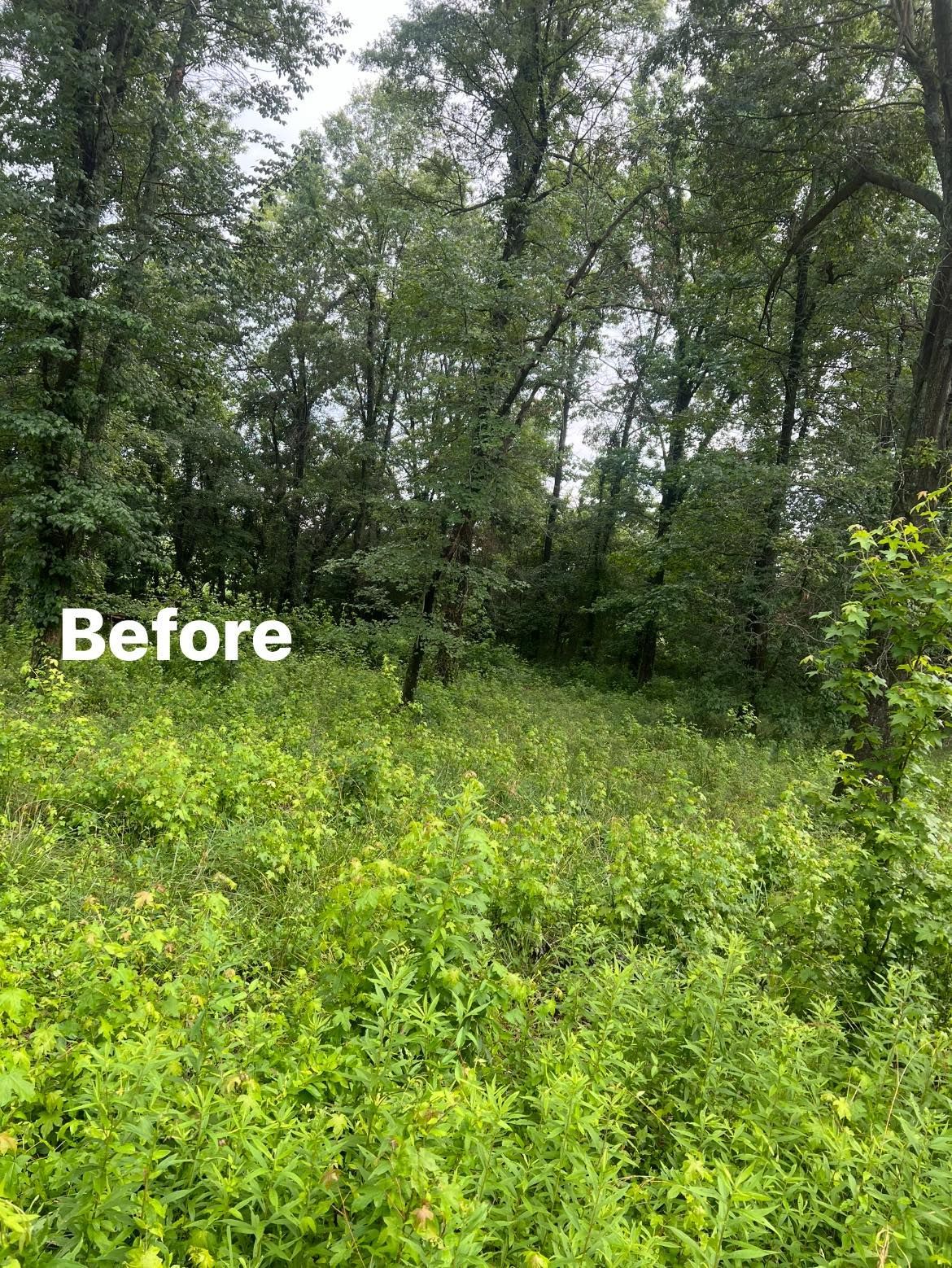 A picture of a forest before being cleared of weeds and trees.