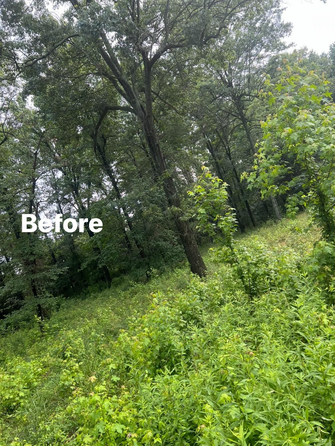 A before picture of a lush green forest with trees and bushes.