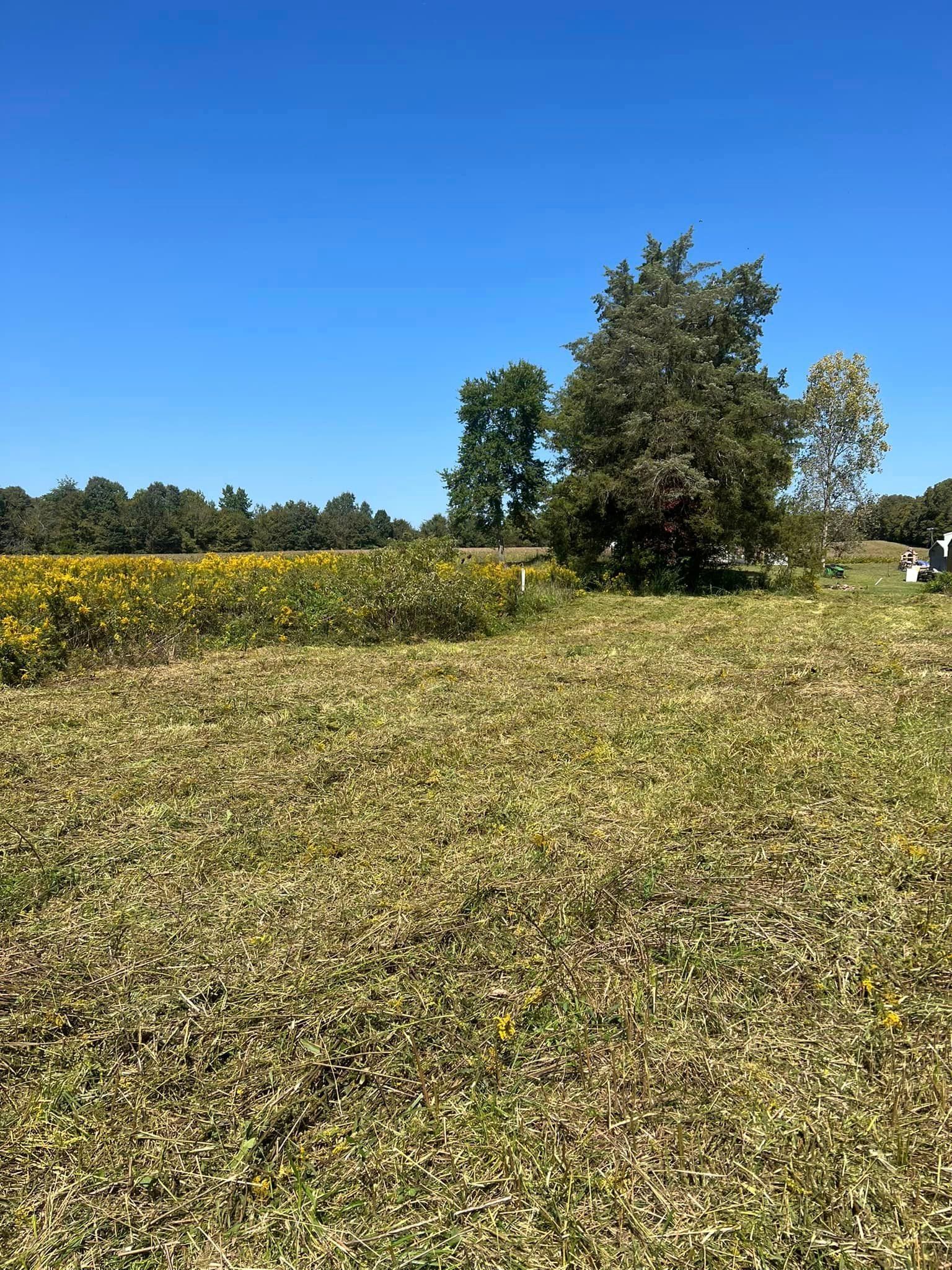 A field of grass with trees in the background and a blue sky in the background.