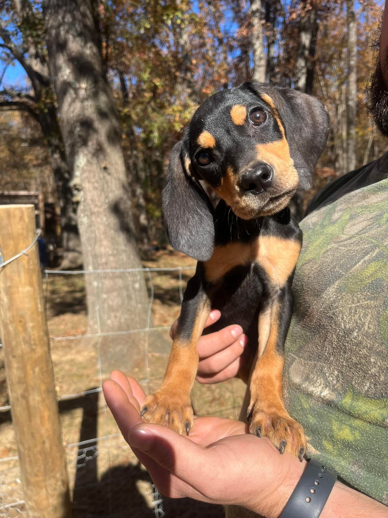 A person is holding a dachshund puppy in their hands.