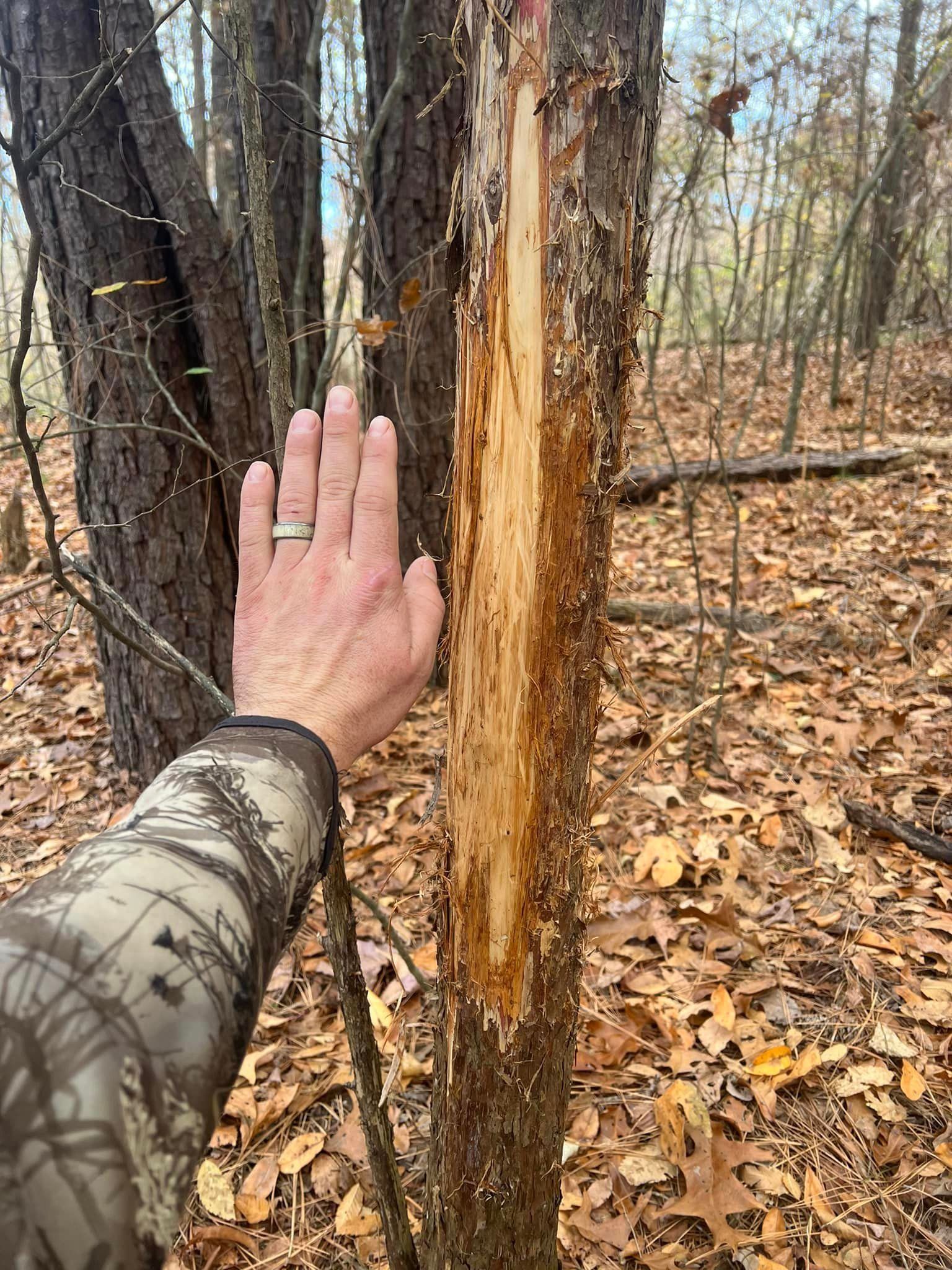 A person is touching a tree in the woods with their hand.