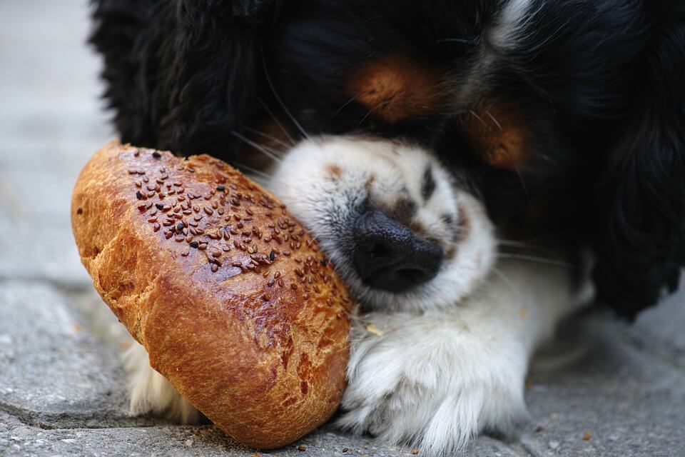 Dog Eating Bread