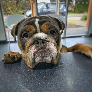 Puppy and Kitten Health Checks