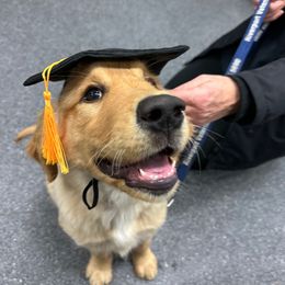 Brown Puppy