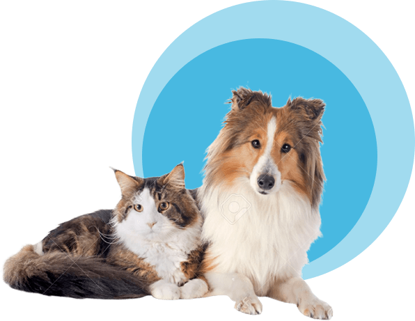 Cat and Collie