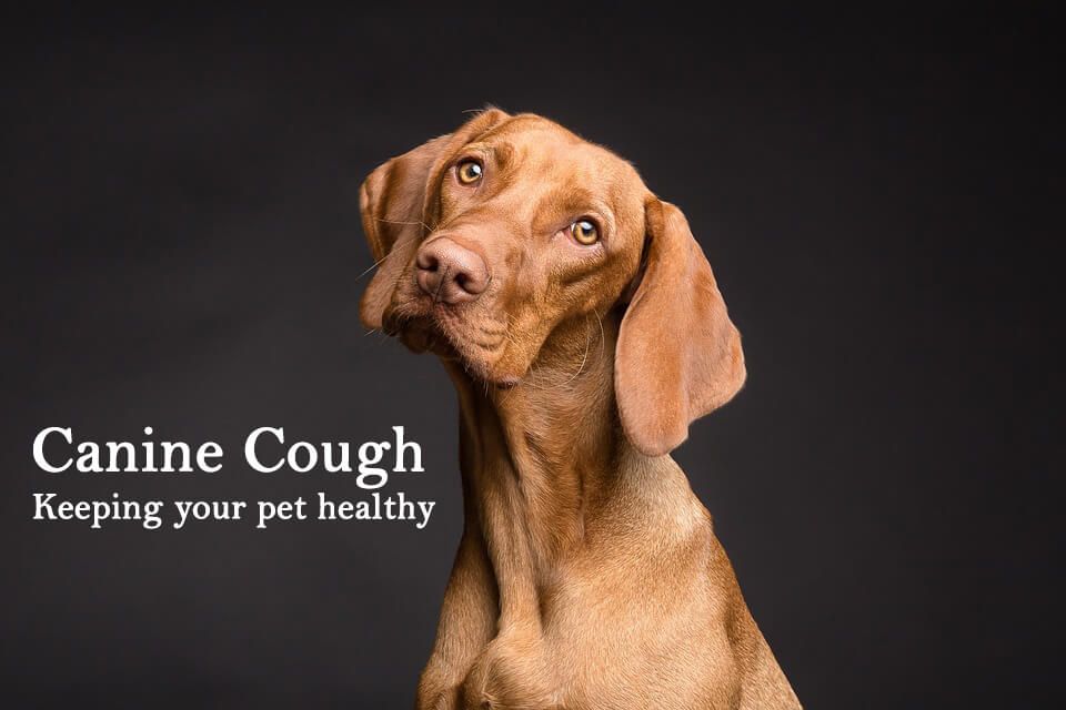 Canine Cough (Aka. the Dreaded Kennel Cough)