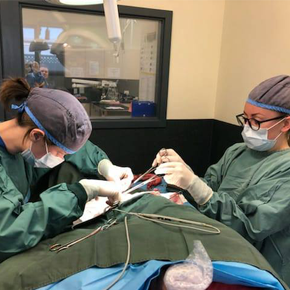 female vets doing surgery