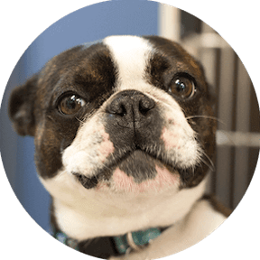 Brachycephalic Surgery