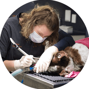 Vet Dentistry