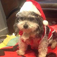 Dog Wearing Christmas Custom