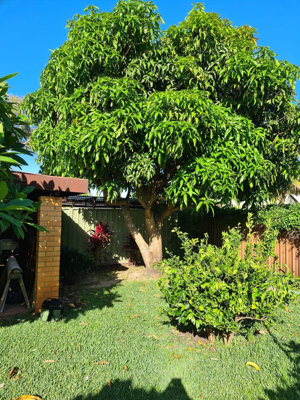 Large tree in backyard — lawn care in Umina Beach, NSW