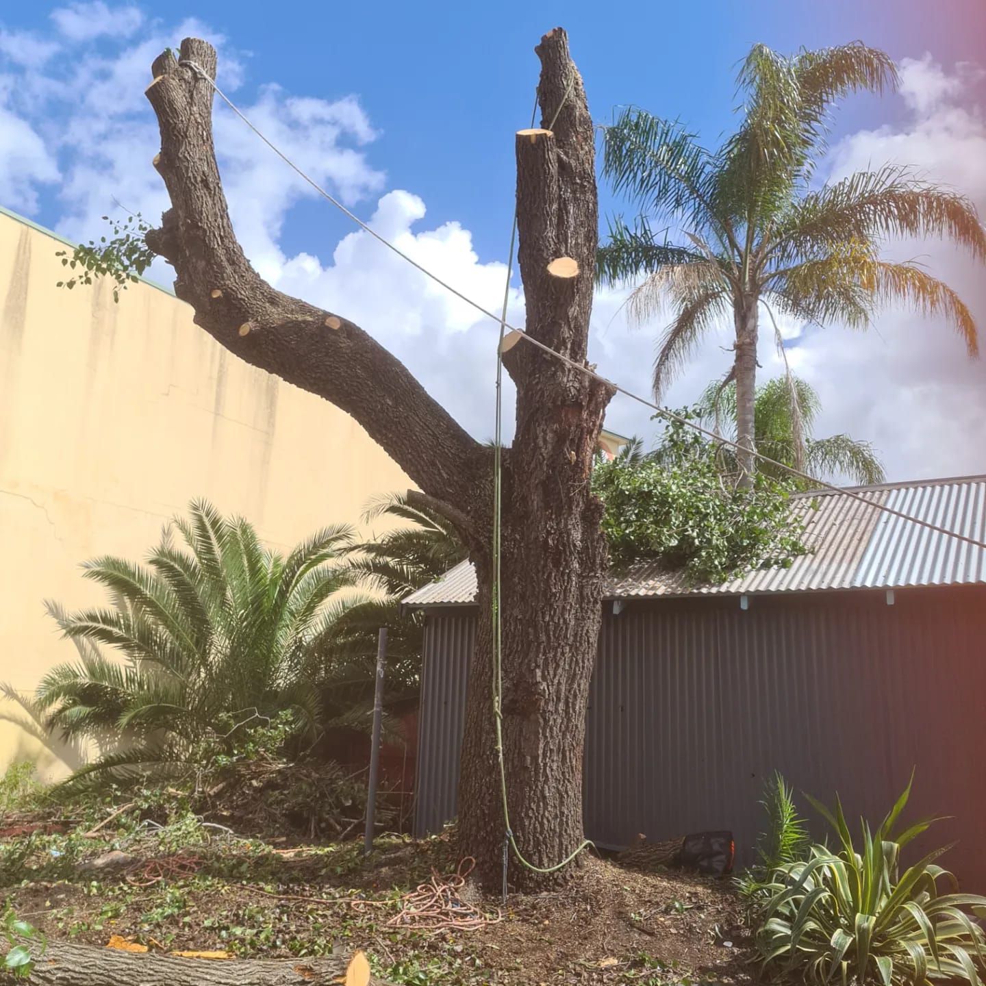 Tree Stumping  — lawn care in Umina Beach, NSW