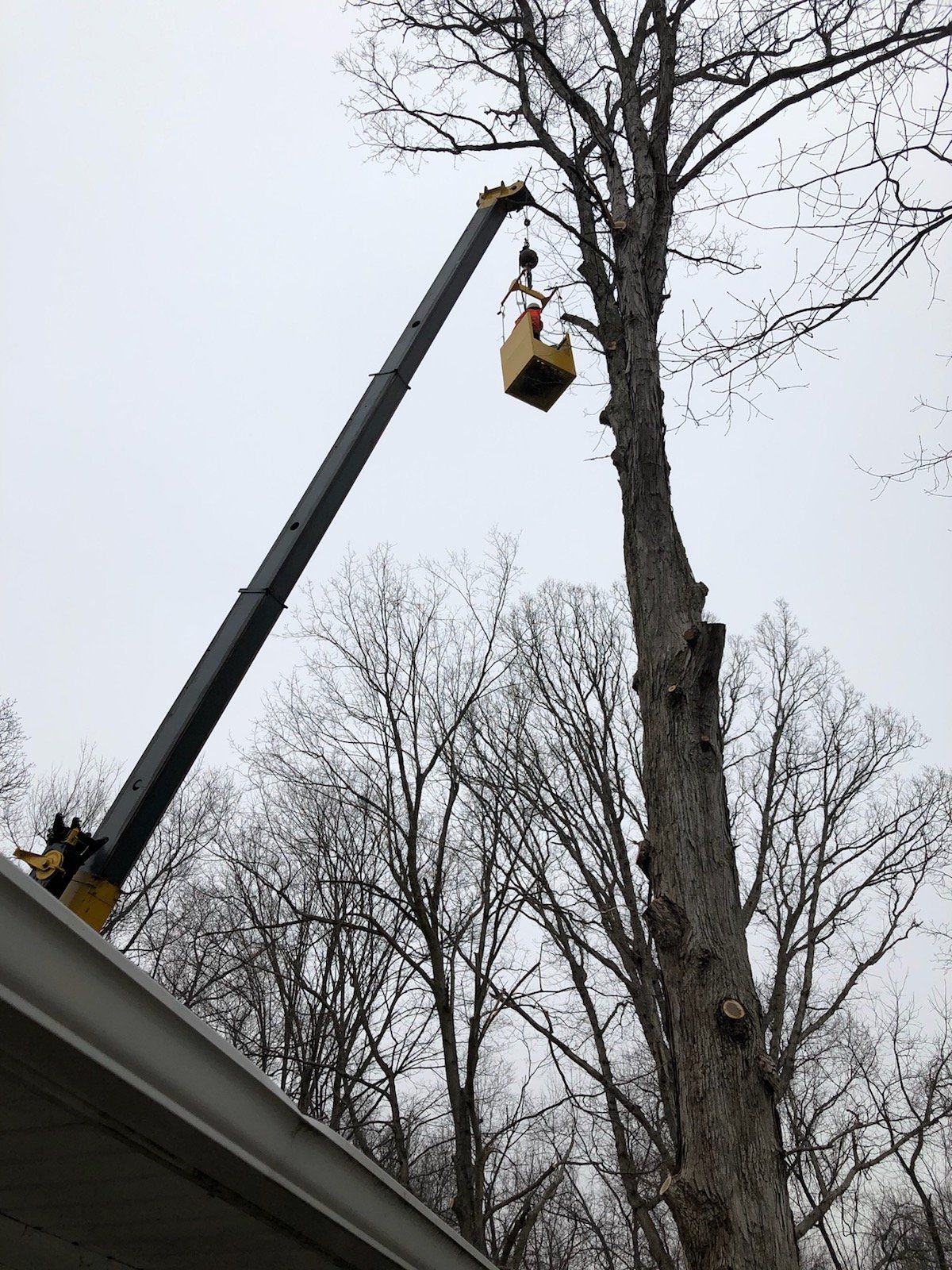 Man on Crane Trimming the Tree — West Middleton, IN — Rice Tree Company Inc.