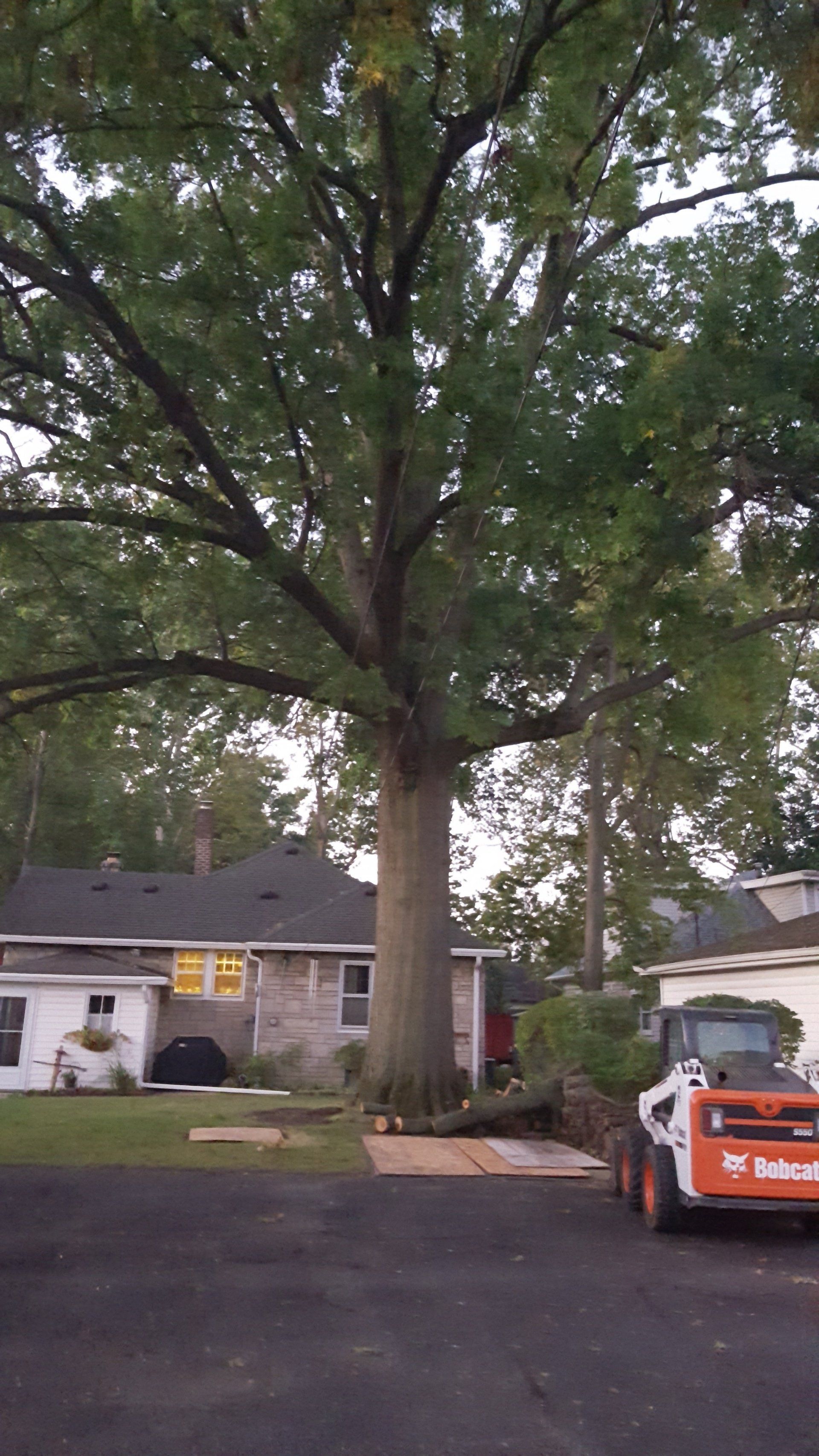Big Residential Tree — West Middleton, IN — Rice Tree Company Inc.