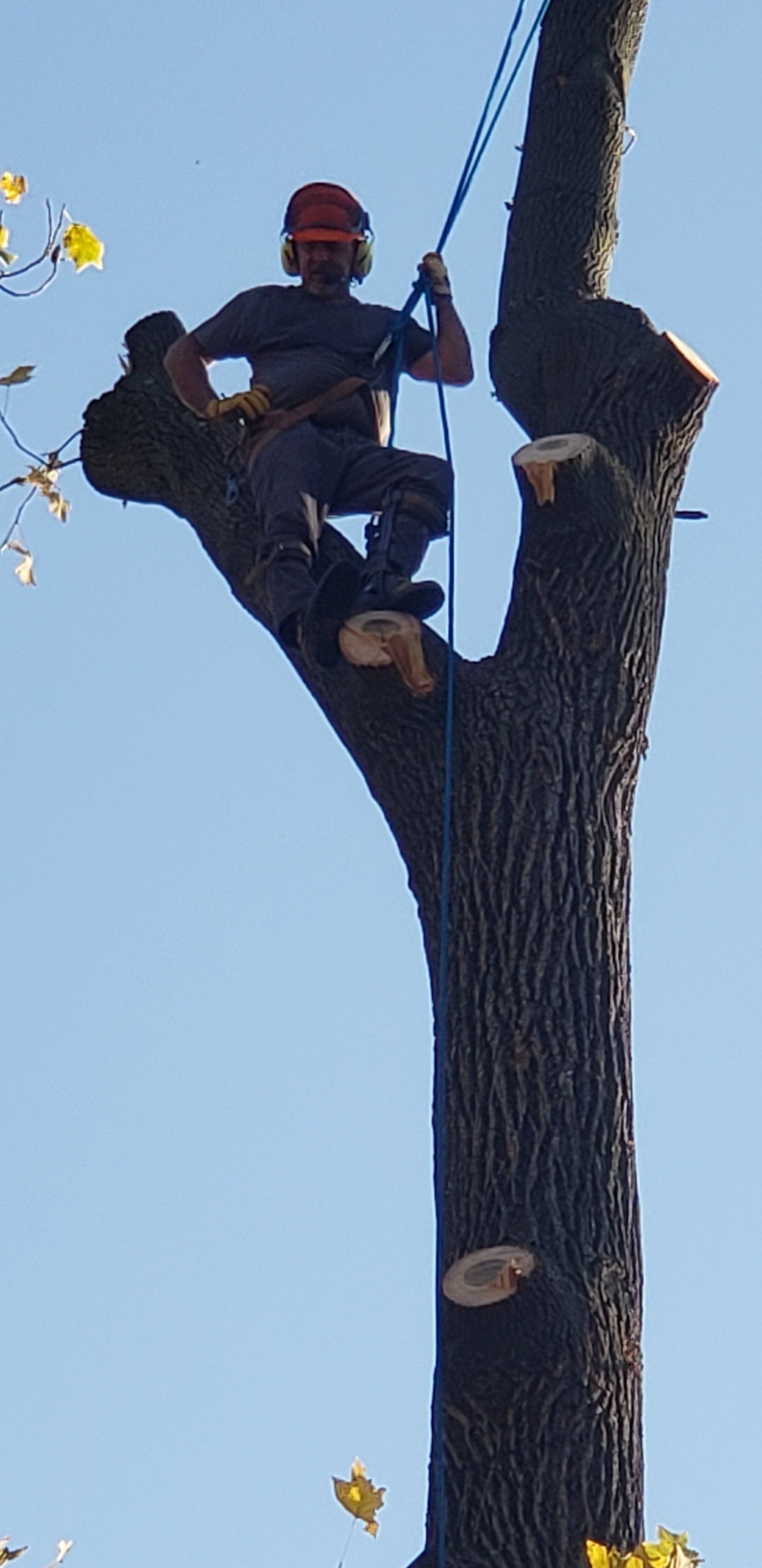 Man at the Top of the Tree — West Middleton, IN — Rice Tree Company Inc.